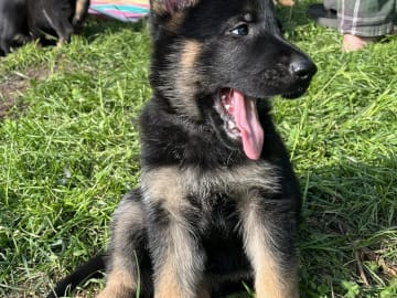 Tysk Schäferhund · Perstorp · Anela M.