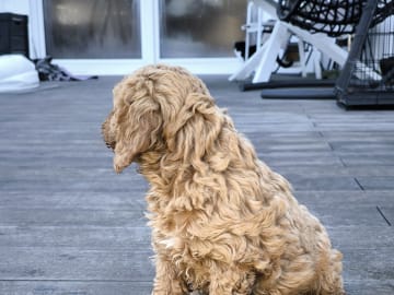 Cockerpoo · Nol · Anfastebo hunduppfödning