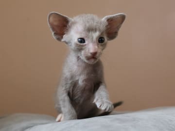 Orientaliskt korthår · Storebø · Oriental Adore Cattery