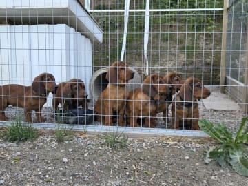 Alpenländische dachsbracke · Bollebygd · Melihad