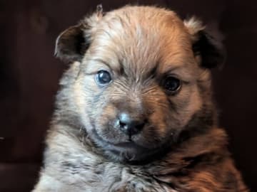 German Spitz – Mittelspitz · Luleå · Dålakungens kennel