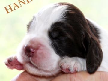 Engelsk springer spaniel · Uppsala · Quality Design