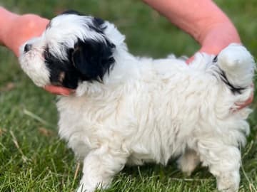 Biewer terrier · Lund · Dancing Jewels