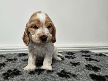 Cocker spaniel · Enhörna · Norris Dream Cocker