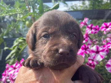 Labrador retriever · Örsundsbro · Storåns kennel