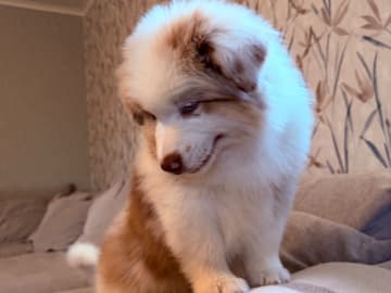 Australian shepherd · Mattmar · Northern Aine