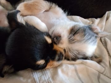 Yorkie malteser shi tzu og chih blanding · Hønefoss · Linda Regine Hauge S.