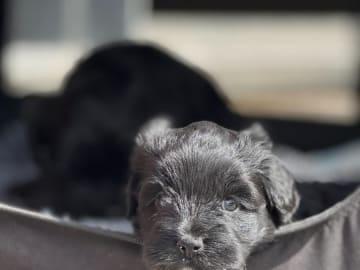 Tibetansk terrier · Skokloster · Solstickans
