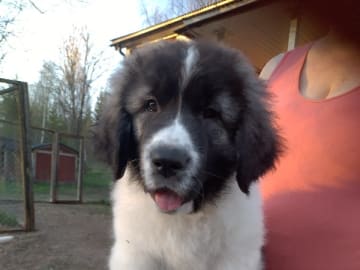 Pyreneisk mastiff · Grängesberg · Dulanilo's