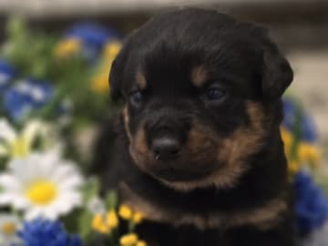 Rottweiler · Olofstorp · Levarotto's kennel