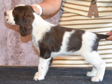 Engelsk springer spaniel · Spånga · Big Brazzel