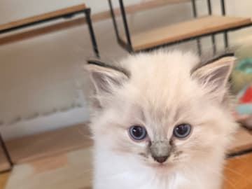 Ragdoll · Heberg · DiamondStone