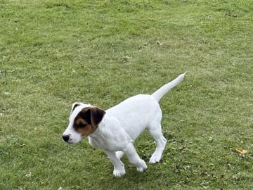 Jack Russell terrier · Nora · Decoy
