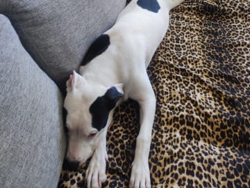 American bully · Karlshamn · Simone J.