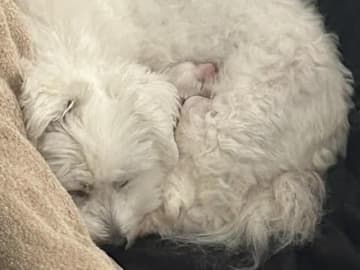 Coton de tuléar · Aalborg · Kystvejens Coton og Xolo