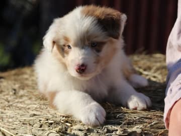 Australian shepherd · Ullared · Dragonora