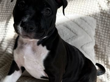 American bully
