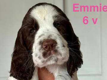Engelsk springer spaniel · Njurunda · Yazzpeak's