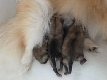 Pomeranian · Andebu · Arctic Delight