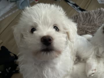 Malteser mix · Oxie · Mathias O.