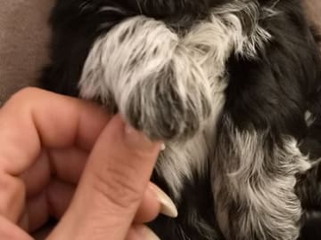 Shih Tzu · Helsinge · House of Shih-Tzu