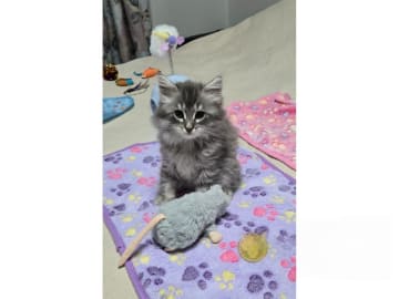Sibirisk katt · Kävlinge · SE *Lila Skrälle