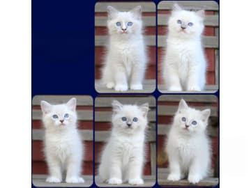 Ragdoll · Norrtälje · SE*Västersjöns