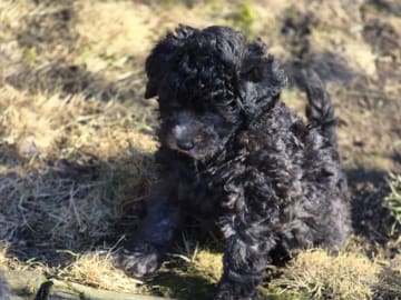 Shihpoo