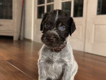 German Shorthaired Pointer (Vorsteh) · Varde · Dana Riecke