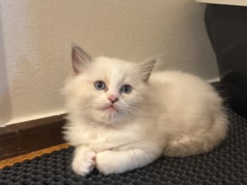 Ragdoll · Norrköping · Benjamin I.