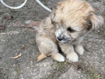 Maltipoo · Sölvesborg · Har inget