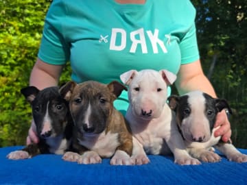 Miniature Bull Terrier · Sylling · Kinga György