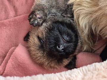 Cairn Terrier · Gjern · Ove Ulrik Jørgensen
