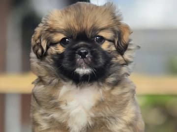 Tibetansk spaniel · Vesløs · Amtofts Kær