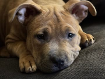 American bully