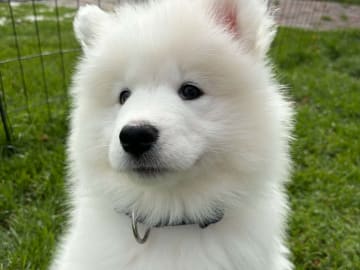 Samojedhund · Brovst · Tom Larsen