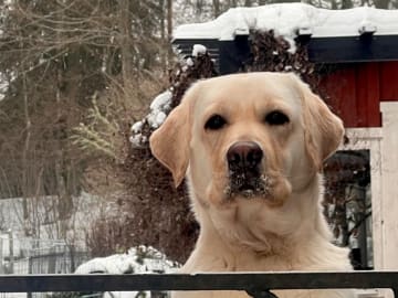 Labrador retriever · Vankiva · Rottriver's