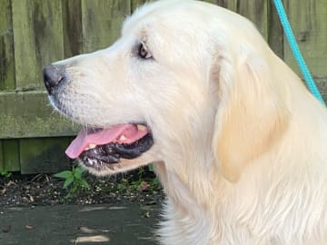 Golden retriever · Mörarp · Dainty's