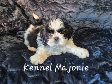 Shih tzu · Upplands Väsby · Majonies