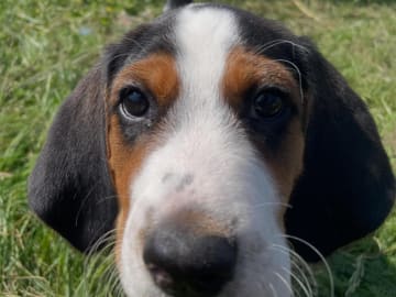 Halden Hound (Haldenstøver) · Tangen · Lykkelosberget