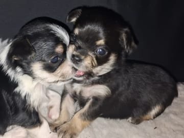 Yorkie malteser shi tzu og chih blanding · Hønefoss · Linda Regine Hauge S.