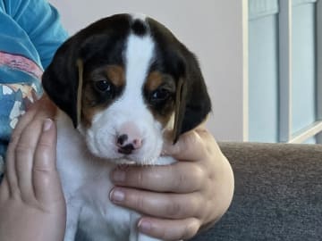 Halden Hound (Haldenstøver) · Tangen · Lykkelosberget
