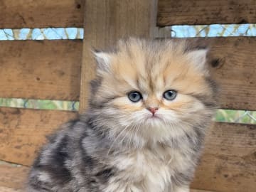 Brittiskt långhår · Båstad · SE*Lilla Kattmakeriet