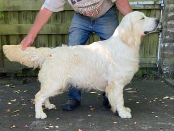 Golden retriever · Mörarp · Dainty's