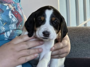 Halden Hound (Haldenstøver) · Tangen · Lykkelosberget