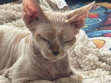 Devon Rex · Tretten · Catarina J.