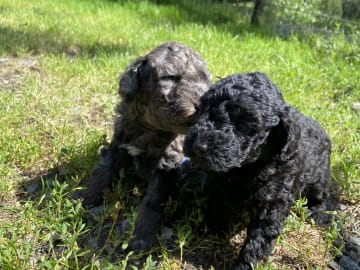 Labradoodle · Nol · Lyckliga Vovven