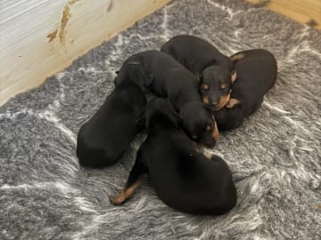 English toy terrier · Flaktveit · Carina B. Helgesen