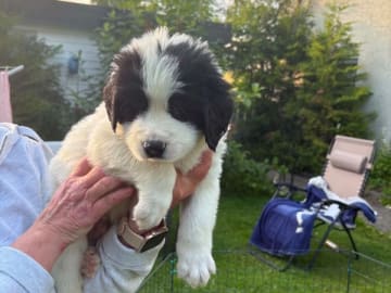 Landseer · Strömsund · Vågdalens Landseer