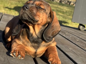 Alpenländische Dachsbracke · Tibro · Karlsberg Bracke Kennel